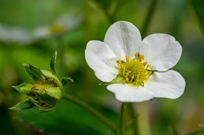 fleur